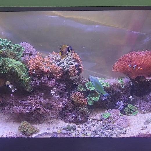 scuba steve (@scuba.steve004)’s videos with original sound - scuba steve