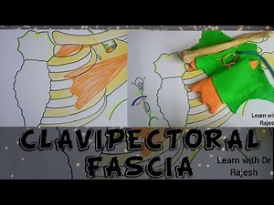 CLAVIPECTORAL FASCIA