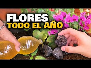 FLORACIÓN TODO EL AÑO con ESTOS 4 PASOS FÁCILES!! Fertilizante y Abono Casero para Flores y Plantas