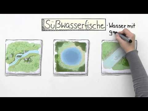 Der Unterschied zwischen Süßwasserfischen und Salzwasserfischen | Biologie
