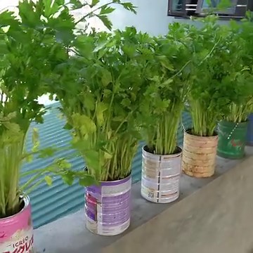 Turn Milk Cans Into A Balcony Garden Growing Fresh, Nutritious Celery | Great DIY Idea
