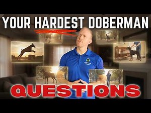 Answering Your HARDEST Doberman Training Questions