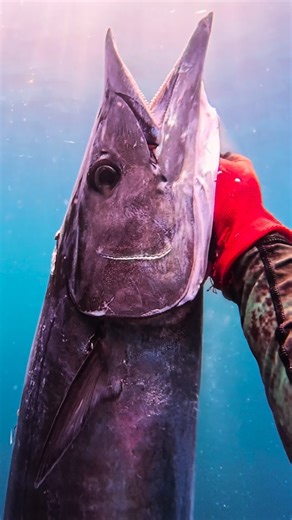 PINK DOLPHIN on Instagram: "Wahoo (Acanthocybium solandri) are basically living torpedoes built to solve one problem: kill prey before its nervous system can react. • Their body shape is nearly identical to submarines — perfect drag-minimizing geometry • Skin has microscopic riblets that reduce turbulence (same concept as Olympic tech suits) • They accelerate faster than almost any vertebrate in the ocean • Muscle fibers are optimized for explosive bursts, not endurance • They tolerate lactate l
