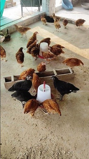 🔥 I Built a Rooftop Chicken Farm That Makes Money Every Day! 🐔💰