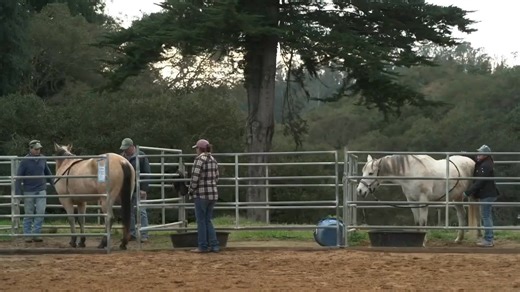Why Does The Masterson Method Work? Here's the key: the horse participates in the process. In this clip, Jim Masterson explains that the key to this method is the horse’s feedback—its subtle responses to touch guide the entire process. By working WITH the horse rather than on the horse, we can help him stay in a relaxed state that allows him to release tension. Anyone can learn this, although to become truly proficient, the best way is to join the certification process. Certification in The Mast