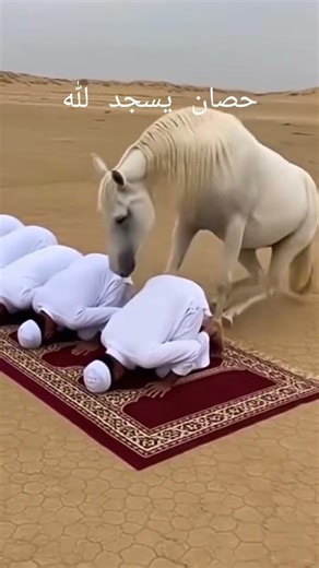 معجزة حصان حقيقي يسجد للهوعنت الوجوه للحي القيوم#الحزيفي#أكسبللور# قرآن#برنامج#مصحف#سىرة#كتاب#جامع#م