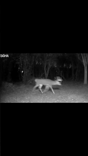 Big Bucks Caught on Trail Cam! 🦌❄️ | Deer Rut Action, Raccoons & Winter Wildlife 2025