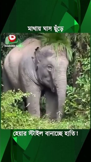 মাথায় ঘাস ছুঁড়ে হেয়ার স্টাইল বানাচ্ছে হাতি | Elephant | Hairstyle | Shorts | Boishakhi Tv News
