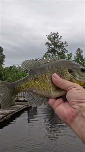 Big Shellcracker Hits 2.5” Texas Rigged Mini Lizard #bankfishing #ultralightfishing #shellcracker
