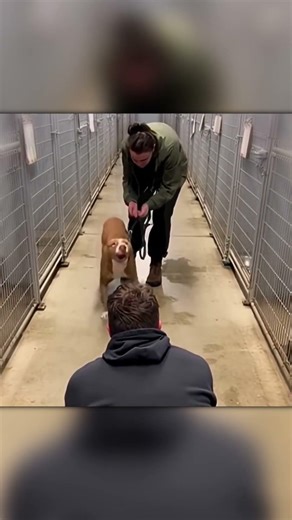 Dog Sees His Owner After Years… Instant Tears