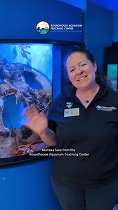 呂 Meet one of our local ocean climbers — the Kelp Crab! In this...