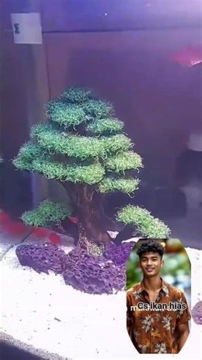 Bonsai aquascep astetik