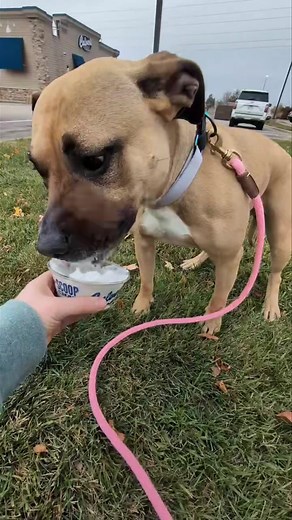 34K views · 954 reactions | It’s been a tough week at the FDL Humane Society… It’s not always happy endings. One staff member decided to take Autumn out for an adventure and a pup cup! Bringing joy into both their souls! How is Autumn not adopted yet?! She’s such a good girl!! | Fond du Lac Humane Society | Facebook