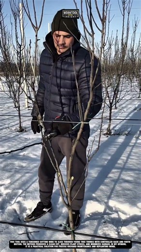 Tree Cutting Tool slicing young tree trunks cleanly and efficiently Best for agriculture #tool