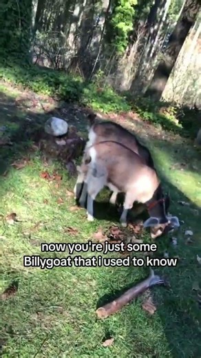 Drum & Bass Promo Budget = Me and Some Goats 😂 #dnb #drumandbass