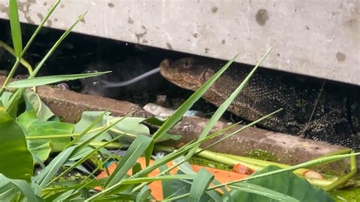 Horror as monitor lizard is found devouring a newborn baby in Thailand