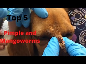 Top 5 Dog Treatments Pimples and Mangoworms