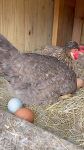 Easter egger chicken and her friend ❤️ What color egg did the Easter egger lay? | My lovely Animals