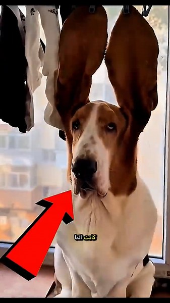 The World's Strangest and Longest Dog Ears Cause a Disaster! 😱🐶