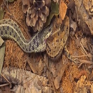 1.8K views · 13 reactions | TOP 5 SNAKE EATING ALIVE FROG, TOAD MOMENTS | Elephant' Life | Facebook