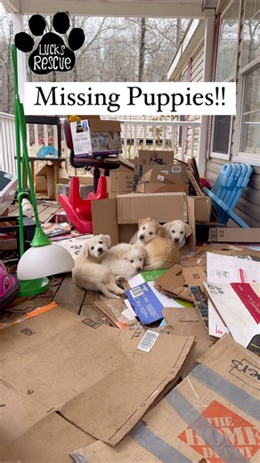 The story of the Missing Puppies. Last week we accepted a litter of puppies into our rescue to be transported to our Michigan partner @animalrescueproject where they would find their incredible forever homes! During the week the puppies escaped from the owners. When they contacted me I immediately went to go search for them. Some volunteers and myself spent the whole day knocking on doors in the area and walking through the woods looking and listening. Some clues led us to one of the puppies dec