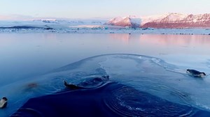 Survolez les mers : des vues spectaculaires de la faune marine depuis un drone