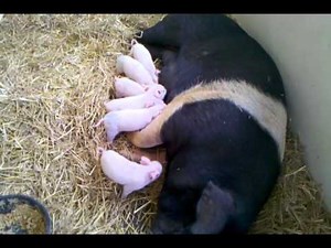 Piglets Nursing