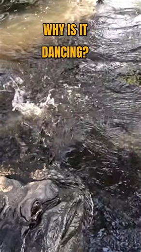 Why Is the Water Dancing on This Alligator? 😳😳 #shorts