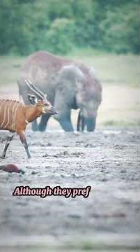 The Enigmatic Bongo Antelope: Nature's Masterpiece #naturewonders #desertadventures