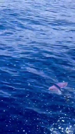 Amazing Flying Fish Speed Run | Ocean Wildlife