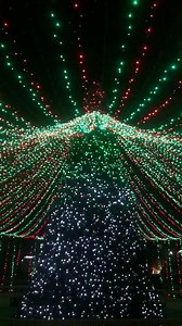 14K views · 771 reactions | Our 40 foot Christmas tree will be...