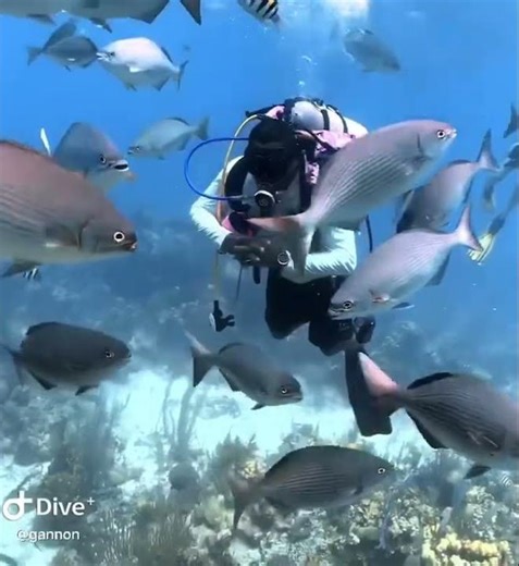 What Diving in Belize REALLY Looks Like (Not Just the Blue Hole)