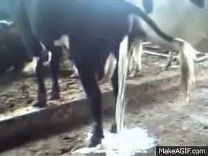 Cow pee on Make a GIF