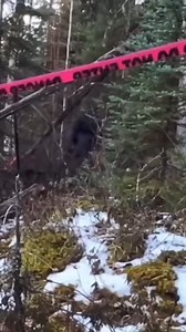 1.5M views · 10K reactions | The craziest Bigfoot sighting at a crime scene part 2 #dogman #BFT #bigfoot #Sasquatch #creepy #horror #scary #halloween #spooky #art #dark #creepypasta #horrormovies #goth #horrorart #ghost #darkart #haunted #fyp #reelsviral #foryou #explore #adsonreels | Bigfoots Testimony | Facebook