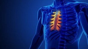 Human Anatomy Showing Sternum Ribs Stok Videosu (%100 Telifsiz) 3486758667 | Shutterstock