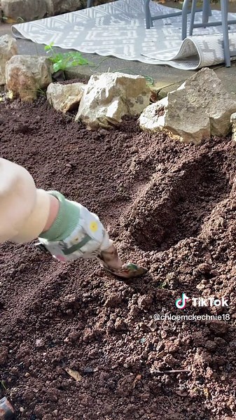 Planting Allium Bulbs: A Step-by-Step Guide
