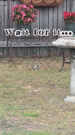 Super cute baby bunny in the backyard! #bunny #wildlife #nature