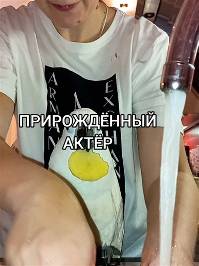 Umbrella Cockatoo: The Born Actor of TikTok