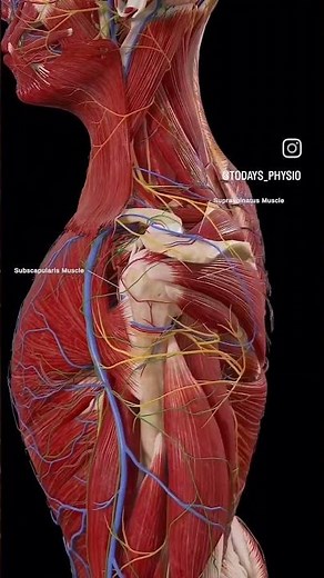Shoulder anatomy The shoulder girdle, also called the pectoral girdle.