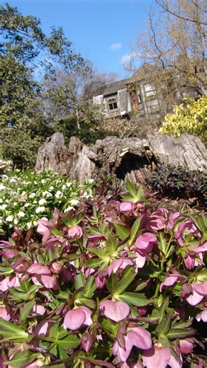 Helleborus sp., or hellebore, is a perennial flowering plant known for it’s evergreen foliage and persistent late winter blooms. Hellebores are one of our favorite ground-covers due to their hardiness and ability to easily naturalize and fill in garden space. One key aspect of growing and maintaining hellebores is recognizing and removing any signs of disease on previous year’s foliage to ensure clean and healthy plants for seasons to come! Follow along with former Assistant Garden Supervisor, E