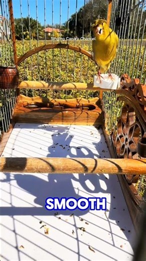 Amazing Green Crested Canary Singing Loud #shorts