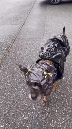 187K views · 4.8K reactions | Hahaha 藍藍 so funny 藍 | Radar & O'Reilly | Facebook