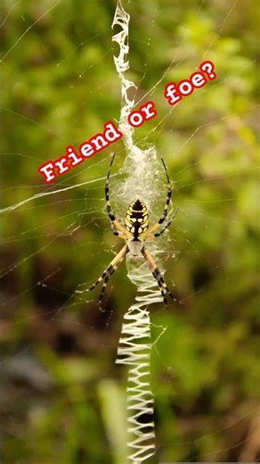 Friend or Foe? The Truth About This Giant Garden Spider 🕷️