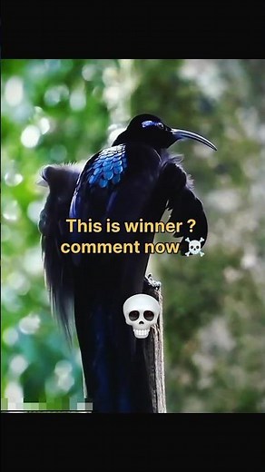 Angry birds scream sound effect #birds #sound #animals