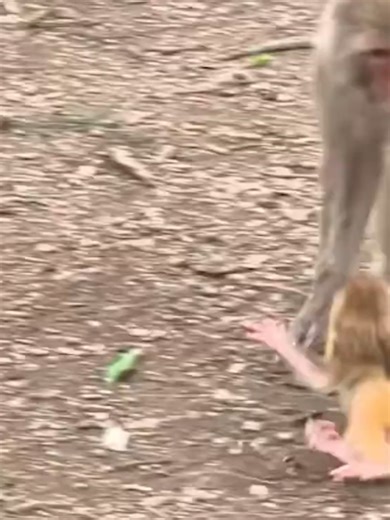 Baby Monkey Dragged, Then Silence