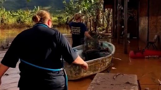 Animals rescued from floodwaters as recovery begins in Hawaii