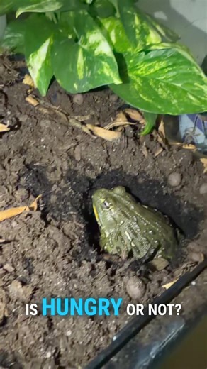 Understanding the Eating Habits of Pixie Frogs