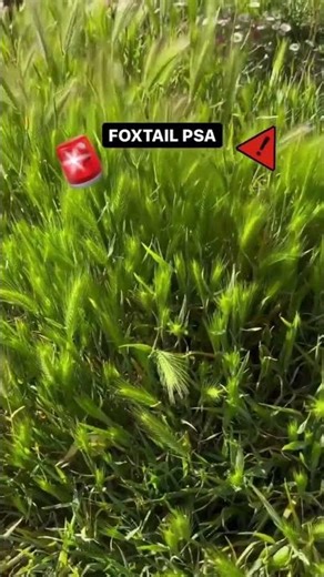 It’s that time of year again - foxtails are starting to pop up! Foxtails are extremel...