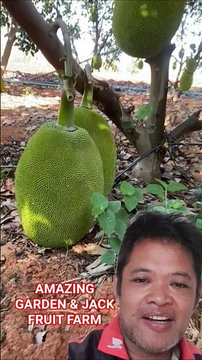 How to Grow Jackfruit Seeds Quickly /short jack fruit tree //amazing garden & jack fruits Farm