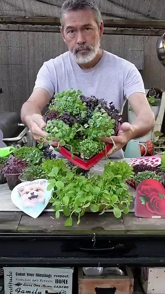 If you are lucky enough to get chocolate on Valentine's, don't throw out your box without reusing it a few times to grow some microgreens! 😀🌿❤ #diy #gardening #microgreens #valentinesday2024 | Keep on Growin'